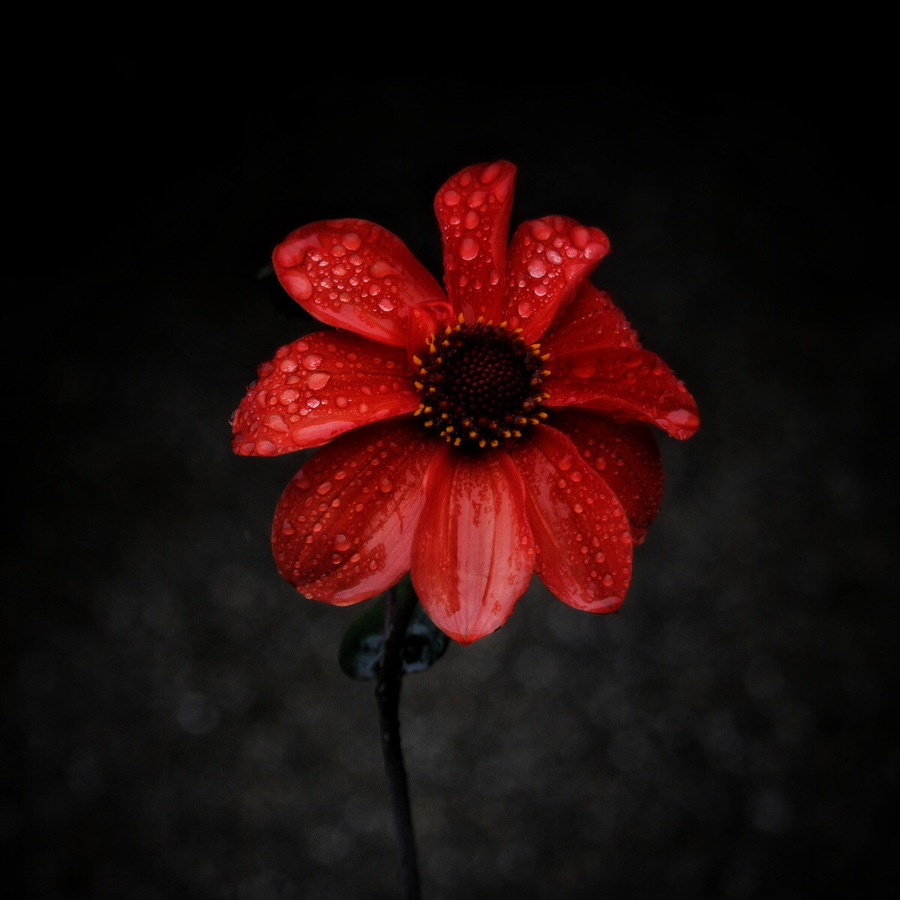  CH …..  Simply red 